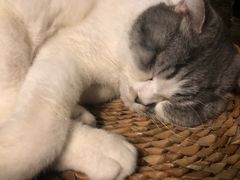 -猫猫幼稚园·撸猫·桌游·电玩