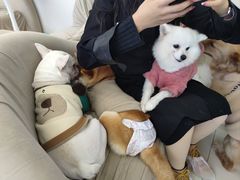 -怪兽屋·羊驼·猫咖·狗咖(俊华广场店)