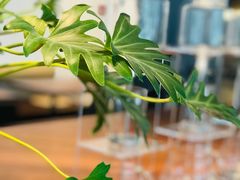 -Seesaw Coffee(上海尚悦湾店)