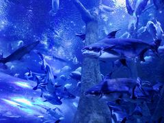 -成都浩海立方海洋公园