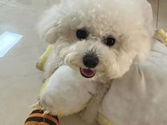-翊宠yipet猫狗购宠庄园