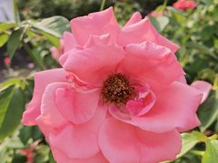 -亚龙湾国际玫瑰谷