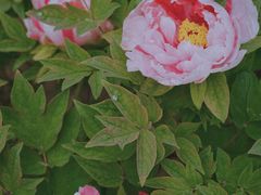-洛阳市隋唐城遗址植物园