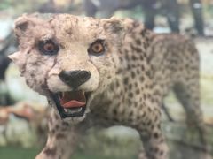 -郑州自然博物馆(惠济区)