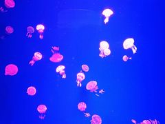 -芜湖新华联大白鲸海洋公园