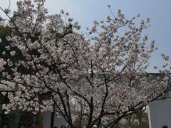 -大宁郁金香公园-停车场