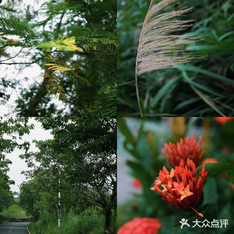 马峦北路.深圳又一条小众的日系片公路！