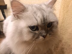 -猫友咖啡店(玉林西路店)