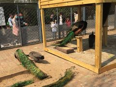 -长白岛森林公园