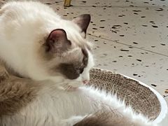 -喵喵咪呀布偶猫咖(春熙路店)