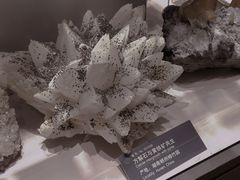 -中国地质博物馆