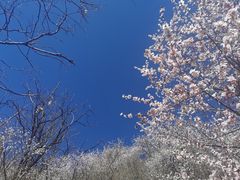 -北京凤凰岭