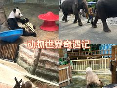 -深圳野生动物园