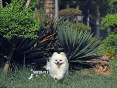 -超宠爱宠物摄影-Super pet