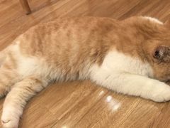 -滚猫咖啡·猫咖·猫友好撸猫(未来城店)