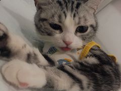 -灵美宠物诊所