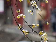 -西安大兴善寺