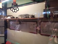 -猫咪博物馆(顶澳仔猫街店)