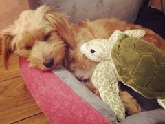 -PETKIT 小佩宠物·低压洗护·美容·寄养(安远店)