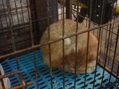 -沙湾姜埋奶(兴新包店)