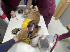 -美联众合动物医院·24h京西诊疗中心