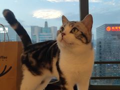 -泰国佛·塔罗·泰牌狐仙古曼