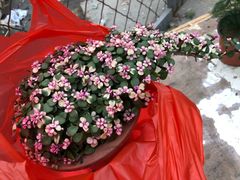 金枝玉叶-中环花鸟鱼虫市场