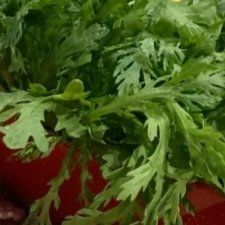 茼蒿-东方肥牛王(喀左县颐顺家园店)