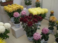 花展-西安世博园