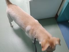 -北京观赏动物医院·24小时大型综合·猫专科·异宠专科