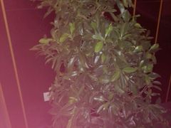 -阿姨奶茶专卖(安康总店)