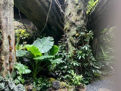 -西双版纳原始森林公园