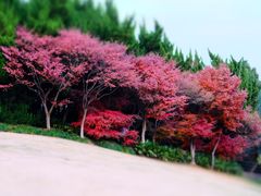 -上海市龙华烈士陵园