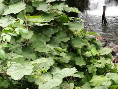 -西岭雪山大飞水景区