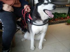 -桂林市花鸟市场