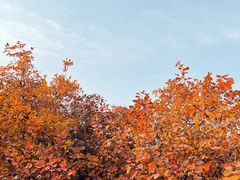 -北京西山国家森林公园