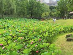 -沐仙湖湿地公园