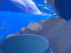 -海合安青岛极地海洋公园
