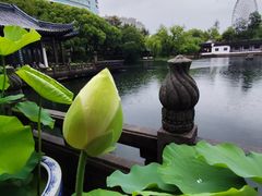 -无锡蠡湖国家湿地公园-蠡园