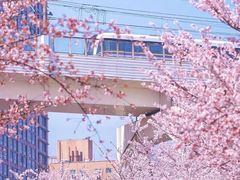 -顾村公园