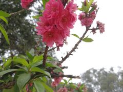 -南国桃园旅游度假区