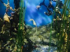 -悉尼海洋生物水族馆
