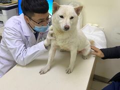 -全心全意连锁动物医院·微创中心·内科急重症·心脏专科(丰管路店)