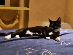 -宠爱国际动物医院·消化内科·心肾内科·ISFM猫友好(望京店)