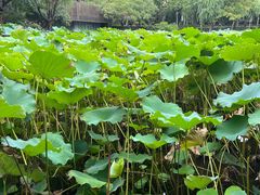 -陈家山荷花公园