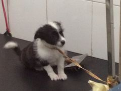 iphone_upload_pic-艾咪宠物店(长宁支路店)