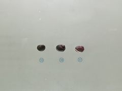 -青岛贝壳博物馆