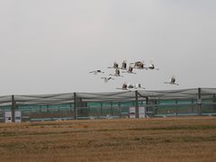 -盐城丹顶鹤湿地生态旅游区