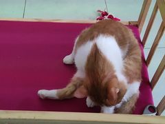 -美联众合动物医院·24h京西诊疗中心