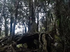 -云南屏边大围山国家公园